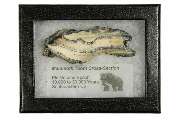 Mammoth Molar Slice With Case - South Carolina #335167